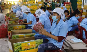 Quý II/2022, Nam Bộ sẽ cung ứng khoảng 1,2 triệu tấn trái cây chủ lực