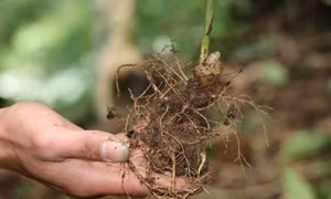 Hỗ trợ giá cây giống bảo tồn Quốc bảo sâm Ngọc Linh