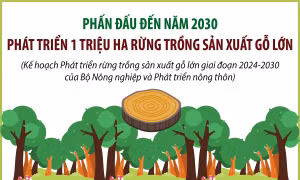 Phấn đấu đến năm 2030, phát triển 1 triệu ha rừng trồng sản xuất gỗ lớn
