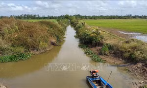 Tuyệt đối không xuống giống lúa ở vùng có nguy cơ bị xâm nhập mặn