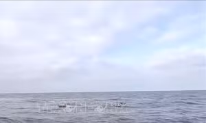 Tìm kiếm, cứu hộ tàu Khôi Nguyên 18: Đã có 48 người được cứu sống