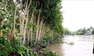 Ổn định đời sống người dân vùng sạt lở ở Hậu Giang