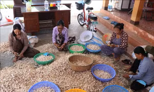 Nâng cao giá trị và thương hiệu cho 'vàng trắng' Lý Sơn