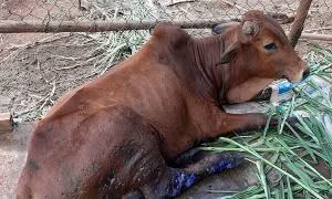 Vận động hộ chăn nuôi tiêm phòng bệnh viêm da nổi cục trên trâu, bò