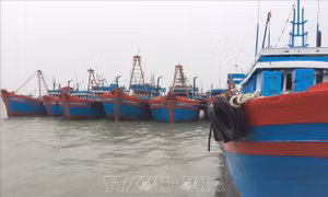 Từ 17 giờ ngày 26/9, Nghệ An cấm các loại tàu thuyền ra khơi 