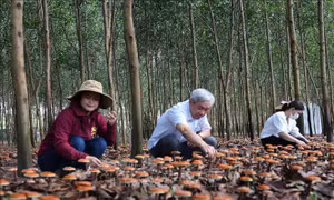 Triển vọng từ mô hình trồng nấm Linh chi đỏ dưới tán rừng 