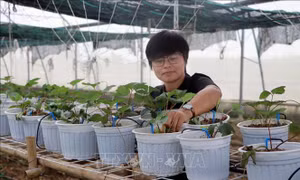 Cô gái khát khao xây dựng các sản phẩm đặc thù cho thành phố hoa Phượng đỏ