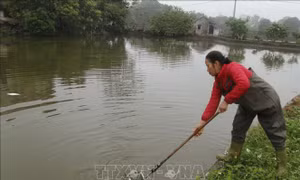 Cá chết bất thường ở Thái Nguyên nghi do ô nhiễm nguồn nước