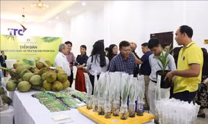 Dừa Việt Nam đang trở thành mặt hàng xuất khẩu giá trị cao