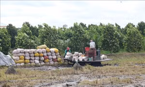 Khẩn trương thu hoạch lúa tại những địa bàn khó khăn, chủ động phòng, tránh bão lũ