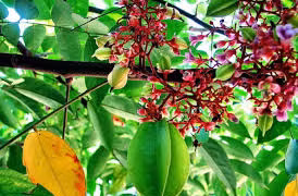 Góc vườn của mẹ