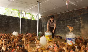 Tín dụng chính sách, đòn bẩy giúp đồng bào thiểu số vươn lên thoát nghèo