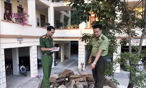 Chặn xe tải chở 4,6 khối gỗ quý không rõ nguồn gốc xuất xứ
