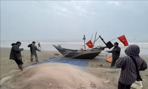Được mùa cá trích, ngư dân kiếm tiền triệu mỗi ngày