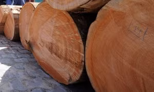 Công bố danh mục các loại gỗ đã nhập khẩu vào Việt Nam