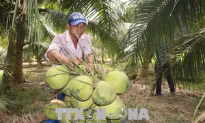 Bến Tre cần chú trọng phát triển nông nghiệp công nghệ cao