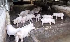 Ninh Bình: Tập trung xử lý dứt điểm, triệt để các ổ dịch tả lợn châu Phi