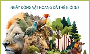 Làm gì để bảo vệ động vật hoang dã?