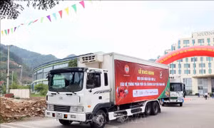 Nâng cao giá trị, định vị thương hiệu mận hậu Sơn La