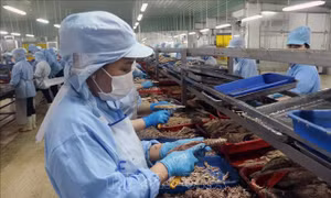 WB: Tăng trưởng kinh tế của Việt Nam vẫn vững vàng