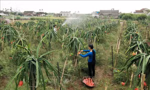 Phê duyệt Chương trình khoa học và công nghệ phục vụ xây dựng nông thôn mới