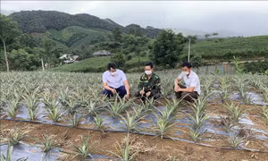 Tạo nền tảng cần thiết để các vùng trũng nghèo phát triển kinh tế