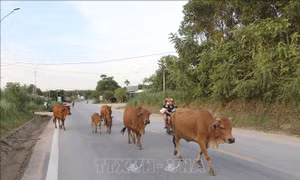 Tái diễn tình trạng thả rông gia súc trên đường Hồ Chí Minh