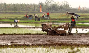 Thời tiết thuận lợi cho nông dân Thủ đô gieo cấy lúa xuân