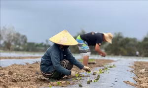 Ươm mầm xanh nơi 'rốn lũ' Đà Nẵng