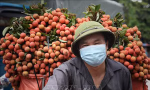 Bắc Giang hoàn thành tiêu thụ vải chín sớm
