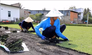Trồng cỏ nhung giúp nhiều gia đình phát triển kinh tế