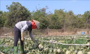 Dịch COVID-19: Vùng chuyên canh dưa lưới gặp khó vì giá giảm, tiêu thụ chậm