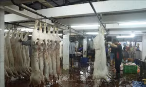 Long An: Kiểm tra, giám sát hoạt động các cơ sở giết mổ