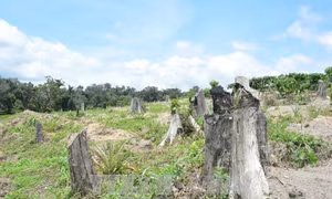 Cần kiên quyết thu hồi rừng phòng hộ đầu nguồn bị lấn chiếm trái phép tại Đắk Lắk