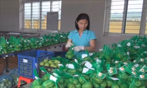 Nâng cao giá trị thương hiệu su su Sa Pa nhờ liên kết '4 nhà'