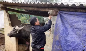 Bảo vệ an toàn đàn gia súc trong thời tiết lạnh giá