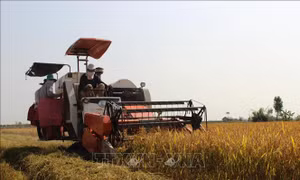 Sóc Trăng kịp thời hỗ trợ vùng dịch thu hoạch, tiêu thụ lúa Hè Thu