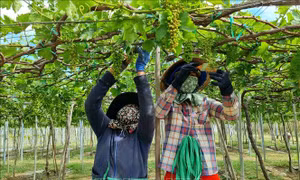 Cơ cấu lại ngành nông nghiệp thích ứng với biến đổi khí hậu 