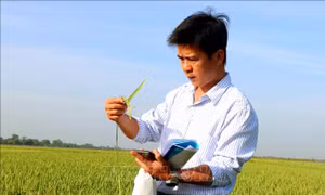 Nghiên cứu phục tráng các giống lúa mùa đặc sản