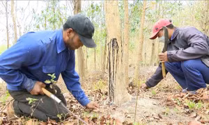 Làng A Lao - nơi bảo tồn nguồn gen quý của cây gỗ trắc