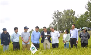 Công nghệ tưới tích hợp AI mở đường cho Đề án 1 triệu ha lúa phát thải thấp​