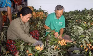 Nông dân Bắc Giang vui mùa vải sớm