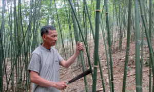 Nhiều hộ dân giảm nghèo nhờ trồng cây vầu