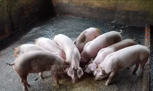 Thứ trưởng Phùng Đức Tiến: Xây dựng ngành chăn nuôi an toàn sinh học, đáp ứng thị trường xuất khẩu