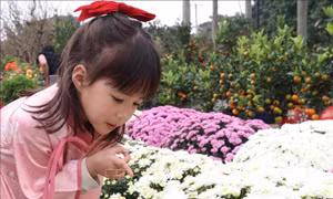 Hương xuân lan tỏa từ chợ hoa Tết