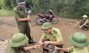 Truy quét, ngăn chặn nạn săn bắt, bẫy chim hoang dã