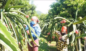 Sơn La xuất khẩu 10 tấn thanh long ruột đỏ sang Liên bang Nga