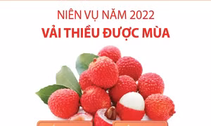 Niên vụ năm 2022, vải thiều được mùa