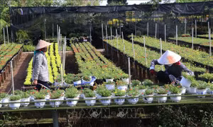 Du lịch Đồng Tháp thích ứng an toàn, hiệu quả trong dịp Tết Nhâm Dần