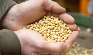 Nông dân Mỹ lao đao khi Trung Quốc ngừng nhập khẩu đậu tương